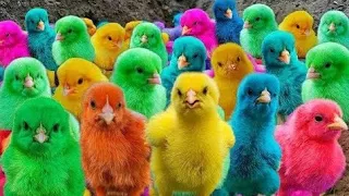 World Cute Chickens, Colorful Chickens, Rainbows Chickens, Cute Ducks, Cat, Rabbits,Cute Animals🐤🐟