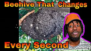 Beehive That Changes Every Second Daily Dose | REACTION VIDEO