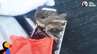 Birds Stuck in Glue Trap Rescued by Kind Man  | The Dodo