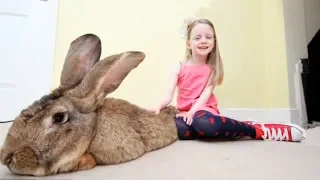 The BIGGEST RABBIT In The World 🐇 | You have to see this huge ball of tenderness