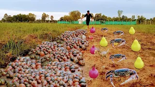 Fisherman picking lots of snails and catch some big Crabs at rice field.