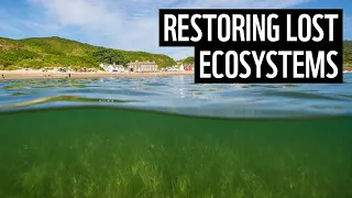 How can we restore ecosystems? | Ocean recovery series | WWF