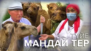 Маңдай тер: Түйе