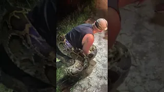 Snake Hunters Nab Largest Burmese Python Ever Found in Everglades