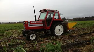 Restored Fiat 90-90 tractor in turnip field