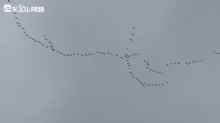 A group of geese flew in formation towards the north