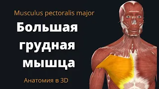 Большая грудная мышца. Musculus pectoralis major. Краткий 3-D анатомический обзор.