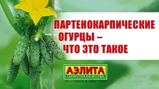 Партенокарпические огурцы, ГИБРИДЫ И ГМО!