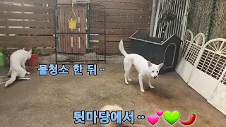 사람들이 잡아 먹으려 올무를 걸어 목이 덜렁덜렁한 채 탈출했던 백구, 몇년만에 새공간에 처음 나옴