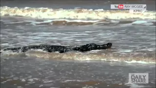 Big gator spotted on Texas beach