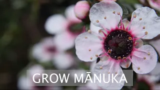 Grow mānuka for reforestation and bees!