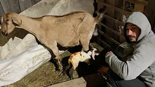 КОГО РОДИЛА КОЗА? КАК ТАКОЕ МОГЛО ПРОИЗОЙТИ! НАША ФЕРМА! ЖИЗНЬ ПРОСТЫХ ЛЮДЕЙ В ДЕРЕВНЕ!