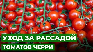 МОДНЫЕ ТОМАТЫ ЧЕРРИ НА БАЛКОНЕ | Пересадка и подкормка рассады помидоров черри