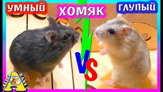 ХОМЯК Умный ИЛИ Глупый? / Как ПРИРУЧИТЬ ХОМЯКА? / Как приучить Хомки к ТУАЛЕТУ? / Alisa Easy Pets