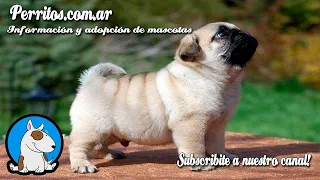 Graciosos y divertidos perros Pug Videos Compilación 2020