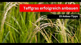 Teffgras bei Wetterextremen - 15 Anbautipps