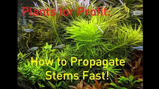 Plants For Profit: How to Propagate Stem Plants Faster!