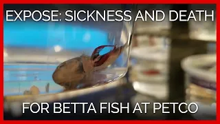 New PETA Exposé: Filth, Sickness, and Death for Betta Fish at Petco