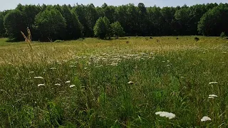 Łąka - odgłosy przyrody na łące - cykanie świerszczy, biały szum