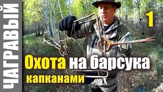 Охота на барсука капканами | Часть первая