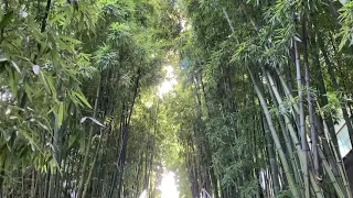 Giant Timber Bamboo Forest in the middle of Downtown Vancouver