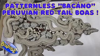 Peruvian Red Tail Patternless "Bacàno Boas"