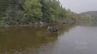 Northern Ontario Moose vs Wolf