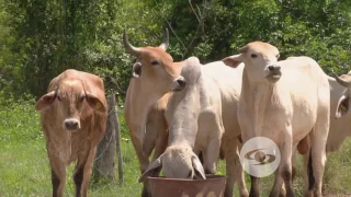 Aumente la ganancia de peso diaria en sus bovinos | La Finca de Hoy