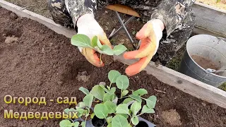 Высадка рассады ранней капусты