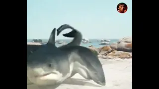 6 headed shark attack 2018