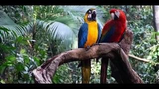 LUXURIANTE AMAZONIE DANGER HD DOCUMENTAIRE 2018