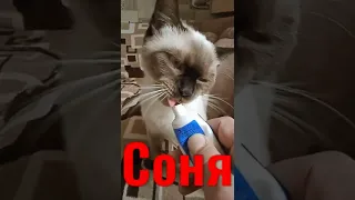 Сиамская кошка Соня...#днр #донецк #война #кошка #мир #рф#украина #азов