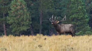 Elk Camp TV- Arizona Muzzleloader Elk Hunting- "Luck of the Draw"