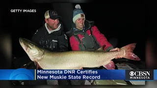 Minnesota DNR Certifies New Muskie State Record, Previous Record Dates Back To 1957
