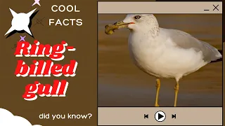 Ring-billed Gull facts 🦆 breeding near lakes, rivers, in Canada and the northern United States