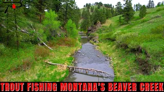Trout Fishing Montana's Beaver Creek