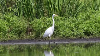 Ein Besuch beim Silberreiher