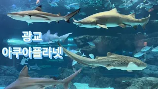 광교 아쿠아플라넷 아쿠아리움 상어 가오리 아이와가볼만한곳