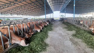 HiTech Bull mother Farm- KMF at Hessarghatta. Modern Dairy with Automated Feeding, Milking, etc