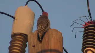 Woodpecker Die by electric shock caught on camera #shorts