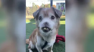 Dog brought to Orlando after losing nose looking for new home