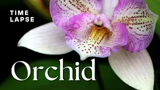 Timelapse: Watch Orchid Flowers Bloom