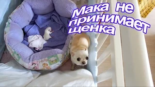 VLOG: Про Маку и Пилота / Дефекты щенка / Мая отказывается от своего сына