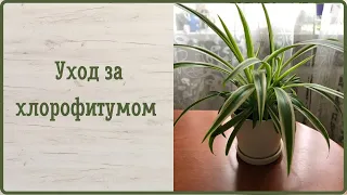 Уход за хлорофитумом