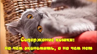 Содержание кошки На чем экономить, а на чем нет Keeping a cat On what not to save