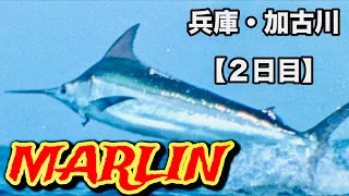 【鯉釣り】鯉の紀州釣り・加古川【2日目】大荒れの加古川、夜に喰い出した