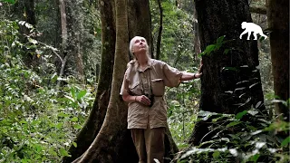 Dr. Jane Goodall's Message for International Day of Forests 2021