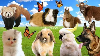Funny farm animal moments: Hamster, Dog, Cat, Sheep, Cow, Hamster, Squirrel - Animal sounds