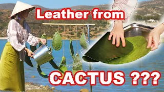 Leather from Cactus? This is how vegan leather is made 🌵