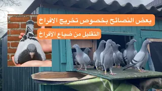 تخريج الأفراخ بشكل الصحيح والتقليل من فرصة الضياع ✌️لوفت النخبة